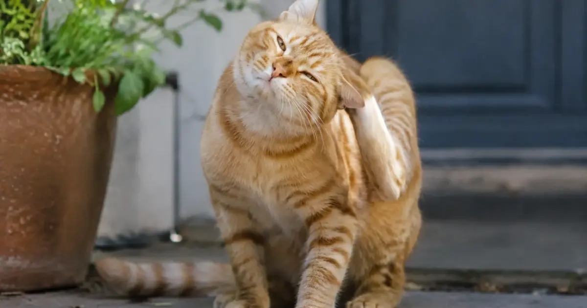 Chat roux assis grattant son oreille avec la patte