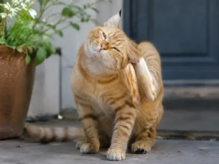 Pourquoi mon chat s&rsquo;arrache les poils et que faire ?