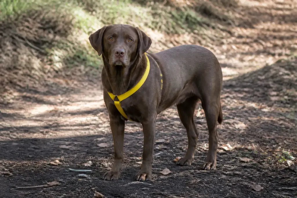 Chien brun debout, ruban jaune autour du poitrail