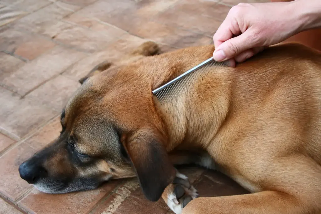 Chien brun couché, peigne métallique fin écarte son poil