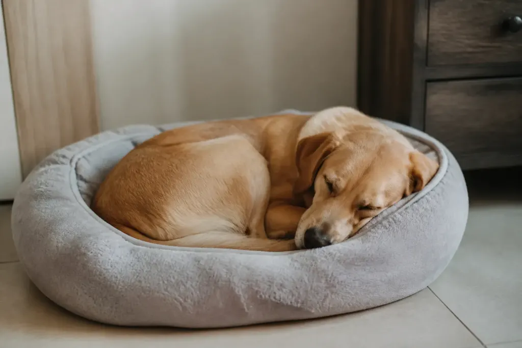 Chien endormi tranquille sur son lit douillet