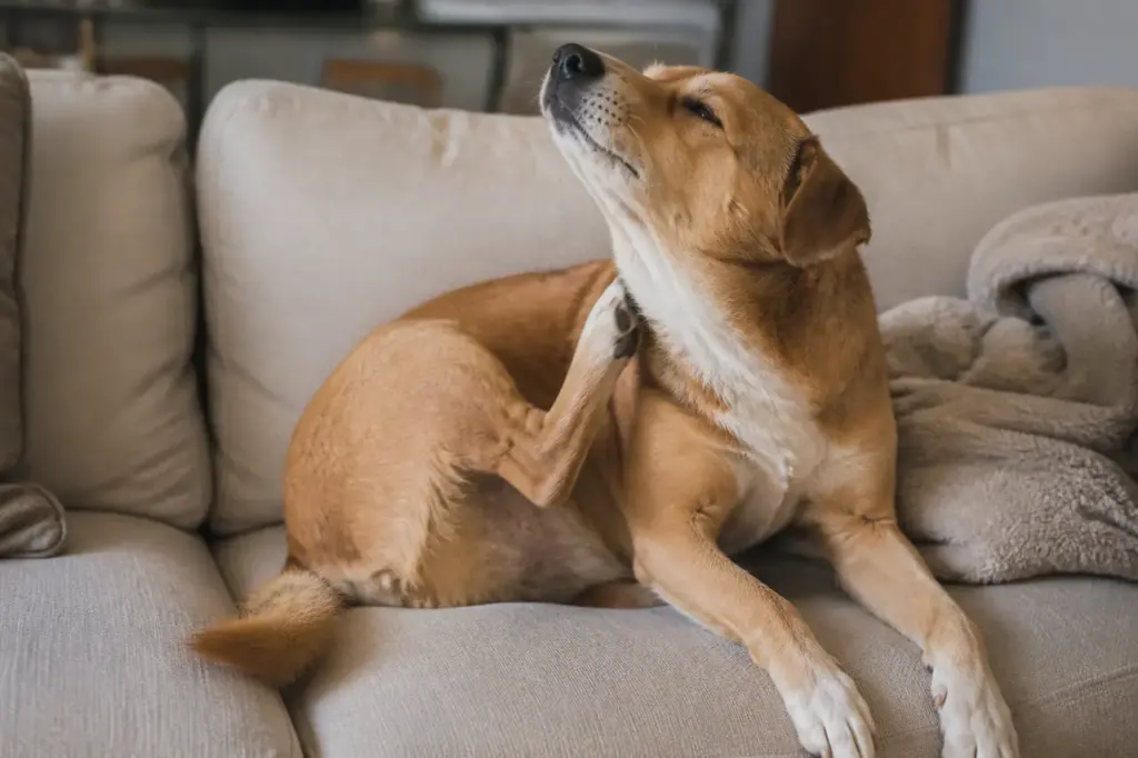 Chien gratte son flanc sur un canape beige