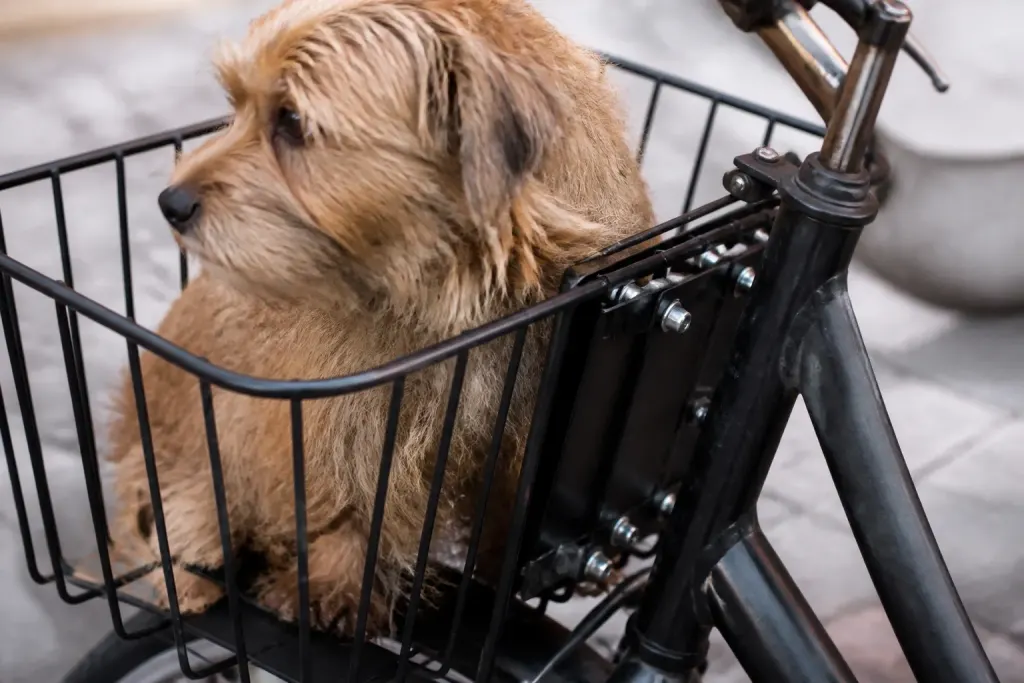 Chien panier velo grille barreaux vis fixation