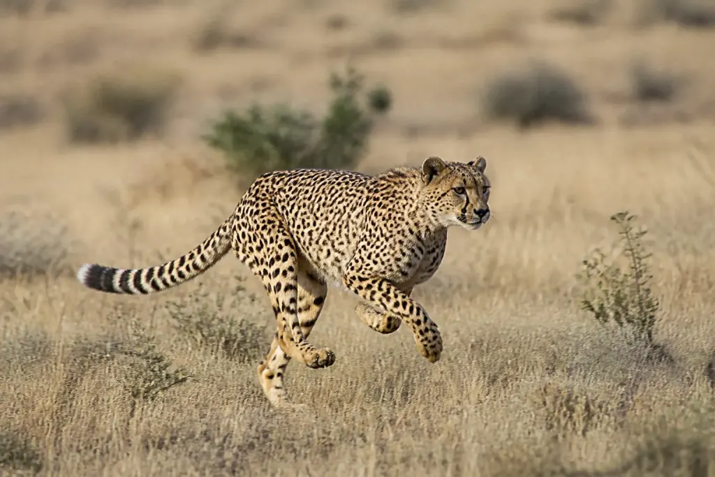 Guepard courant rapidement dans une savane ensoleillee