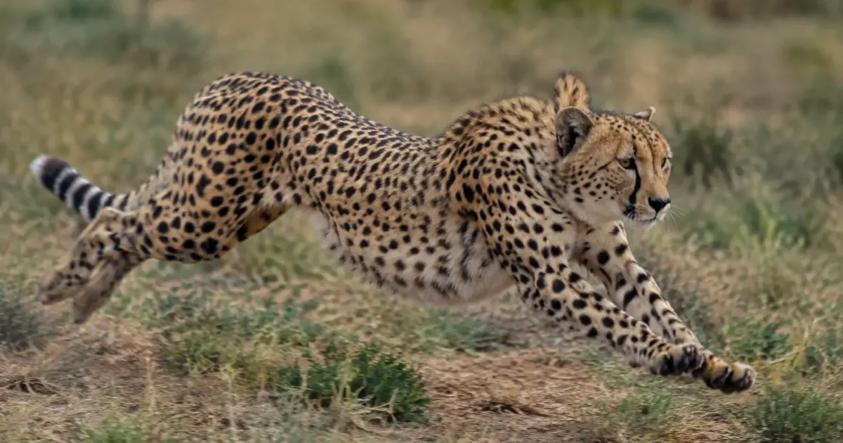 Un guepard allonge en pleine course pattes avant tendues