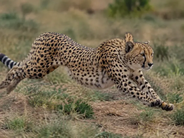 Quel est l&rsquo;animal le plus rapide du monde ? Le champion de l&rsquo;air, de la terre et de la mer