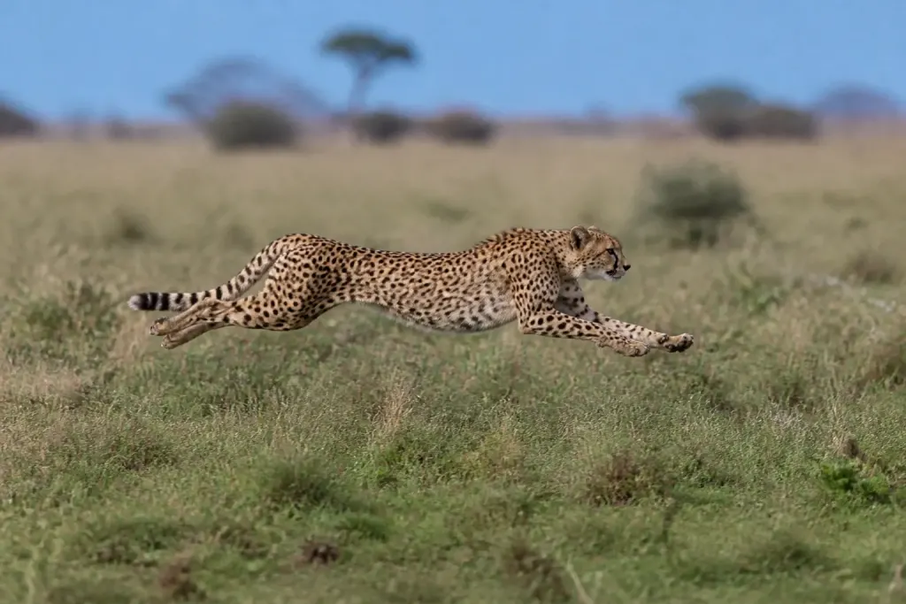 Guepard aux pattes tendues courant dans la savane herbeuse