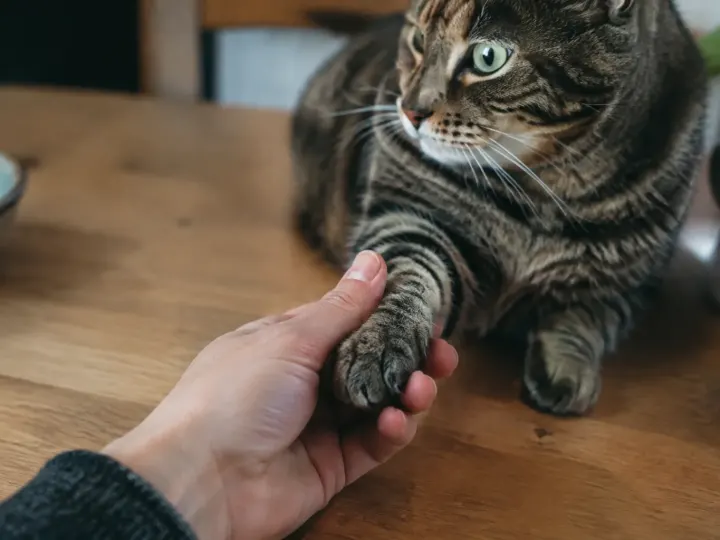 Comment couper les griffes d&rsquo;un chat sans le blesser ni se faire griffer ?