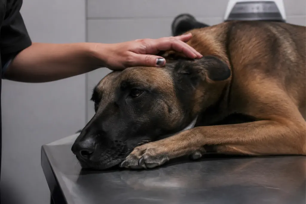 Main rassurante sur chien cabinet veterinaire