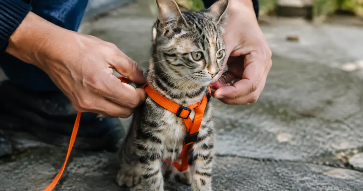 Mains ajustant une sangle orange sur un chaton assis