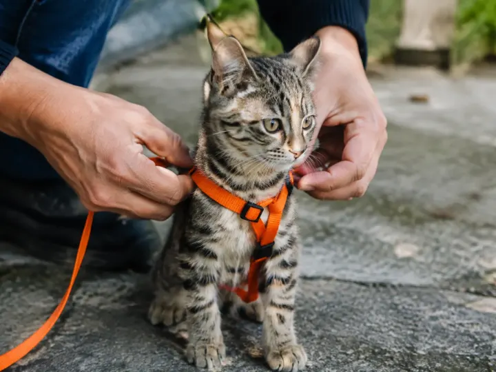 Comment installer un harnais sur son chat étape par étape, sans stress ni risque de fugue