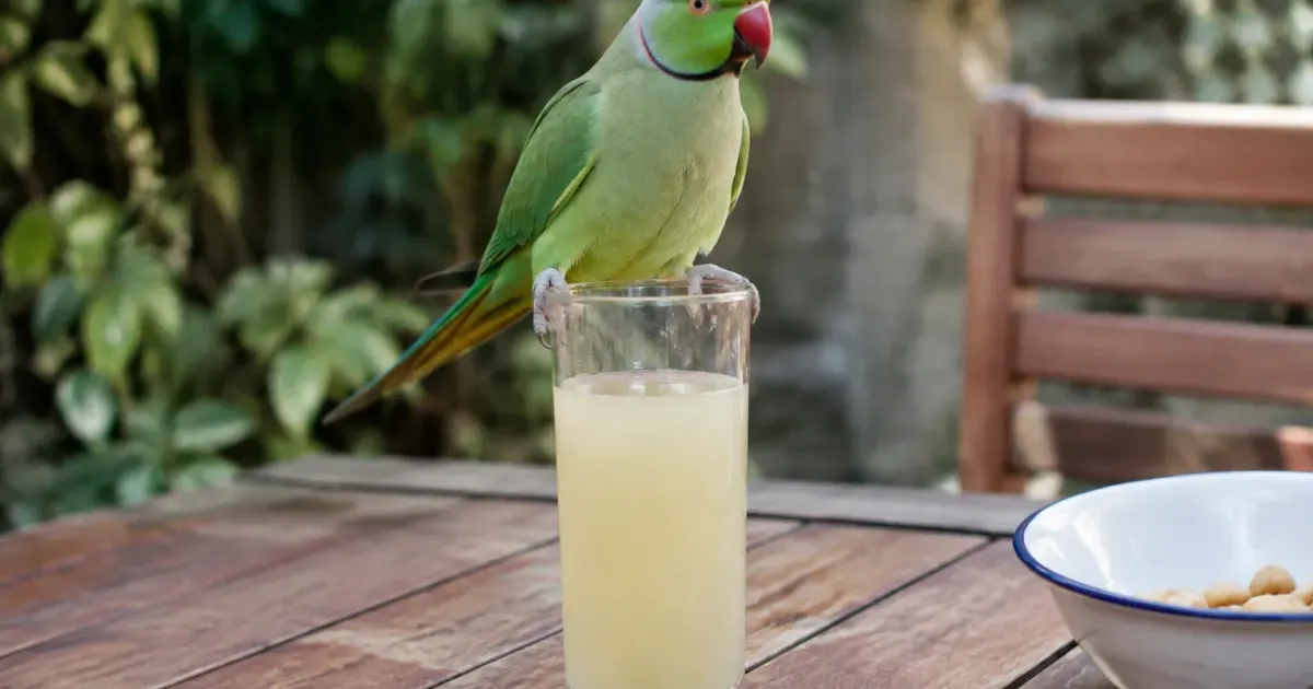 Oiseau vert perché sur un verre de pastis