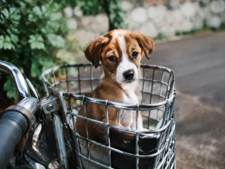 Comment choisir un panier vélo pour transporter votre chien en toute sécurité