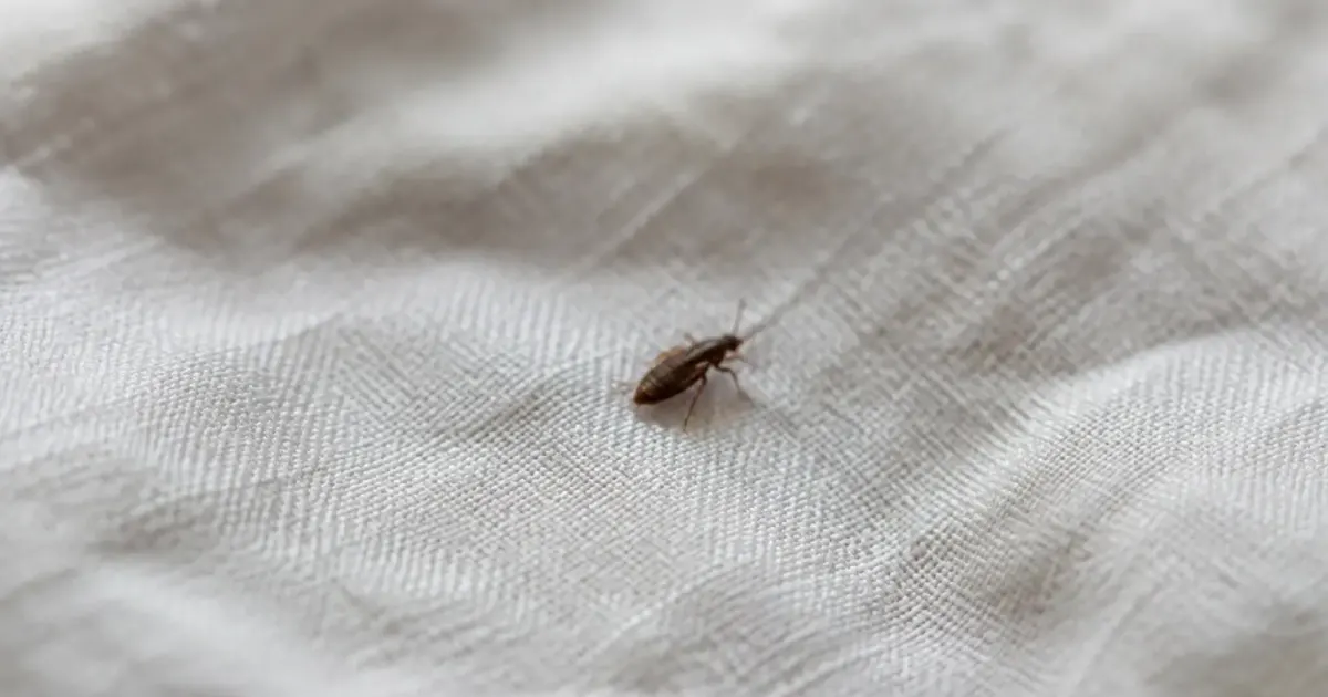Petit insecte brun aplati marchant sur un drap blanc