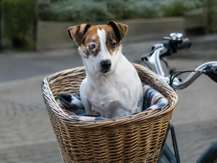 Comment choisir un panier pour chien en vélo selon sa taille et son poids