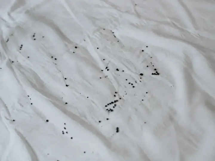 Comment reconnaître une crotte de puce et s&rsquo;en débarrasser ?