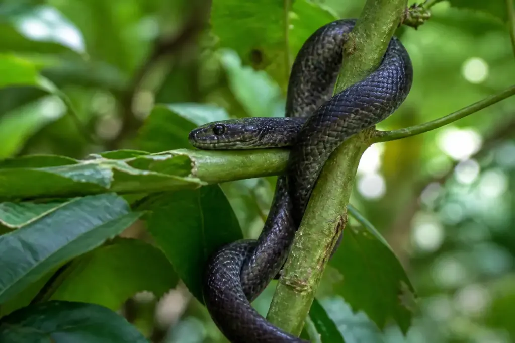 Reptile sombre enroule autour d une branche verte